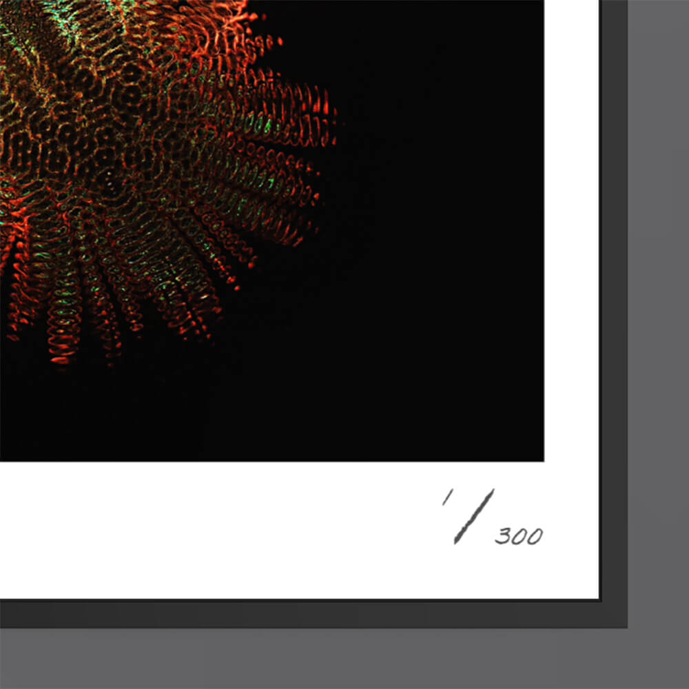 Emergence (Fine Art Photography - 9.1"x 9.7" / 23.1 x 24.7cm)