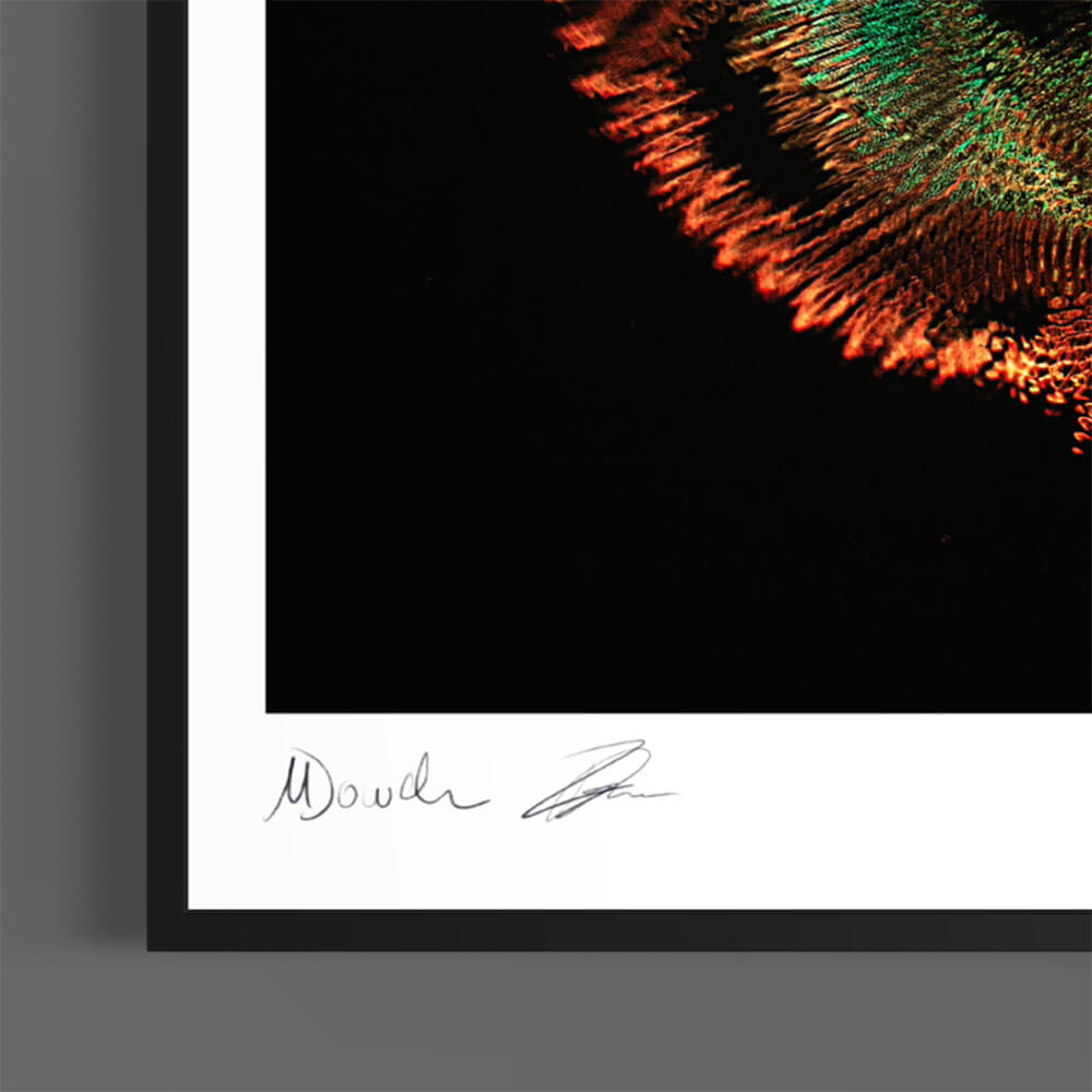 Emergence (Fine Art Photography - 9.1"x 9.7" / 23.1 x 24.7cm)